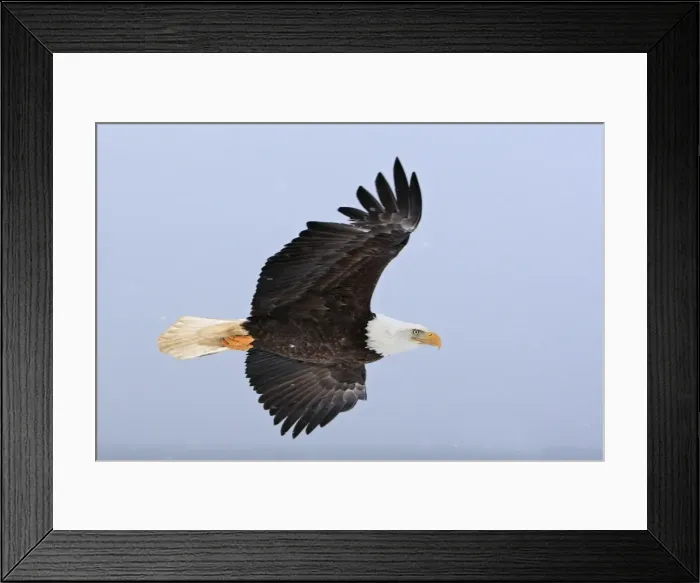 Framed Print : Picture No. 10888534 Framed Print : Picture No. 10888534