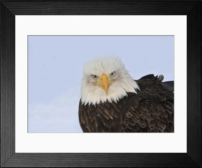Framed Print : Picture No. 10888535 Framed Print : Picture No. 10888535