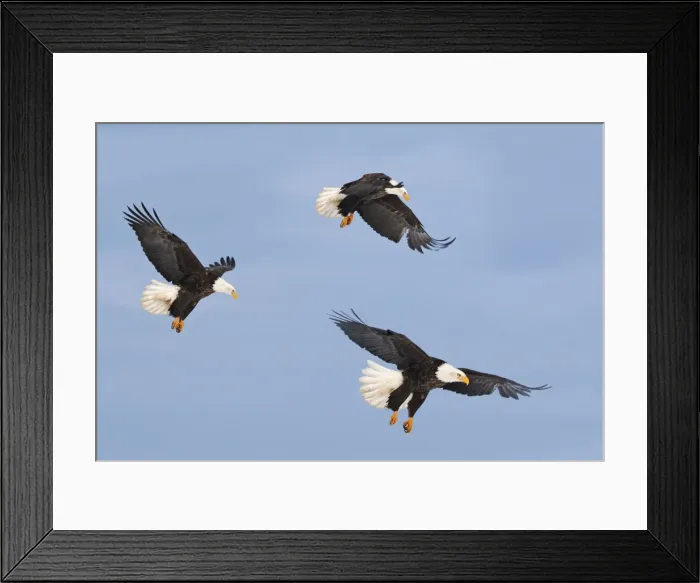 Framed Print : Picture No. 10888536 Framed Print : Picture No. 10888536