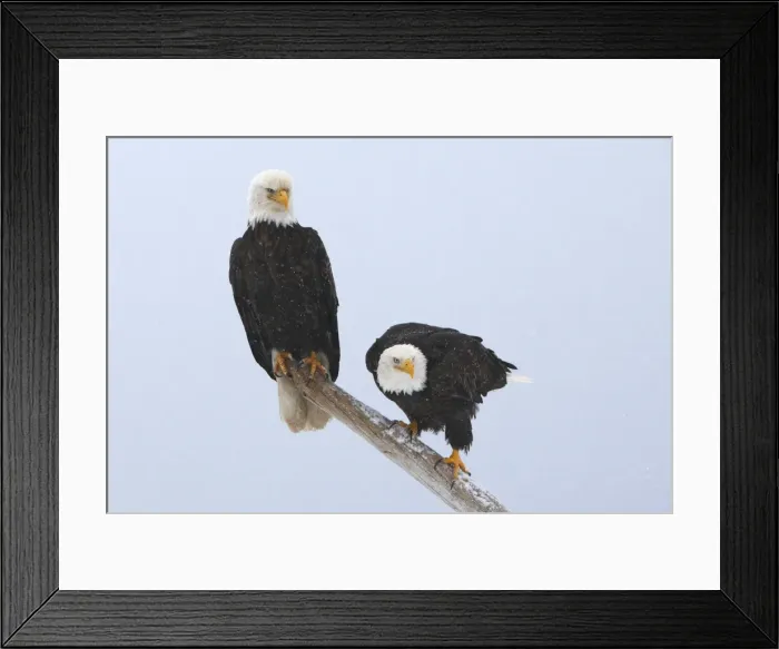 Framed Print : Picture No. 10888532 Framed Print : Picture No. 10888532