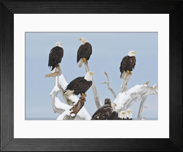 Framed Print : Picture No. 10888537 Framed Print : Picture No. 10888537