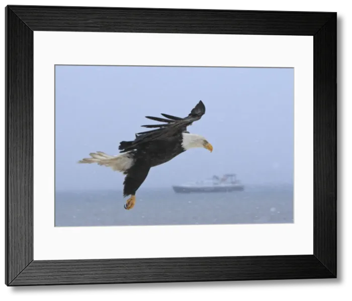 Framed Print : Picture No. 10888533 Framed Print : Picture No. 10888533