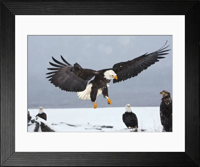 Framed Print : Picture No. 10888530 Framed Print : Picture No. 10888530