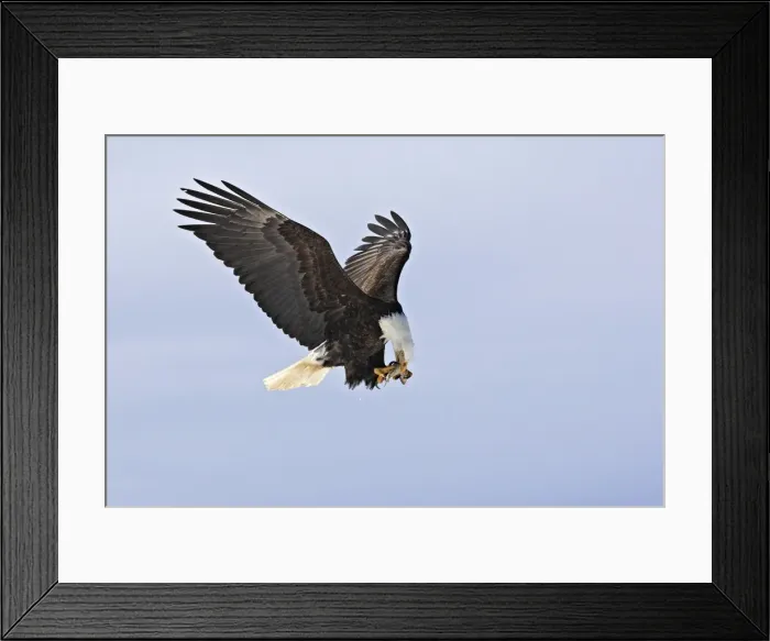 Framed Print : Picture No. 10888540