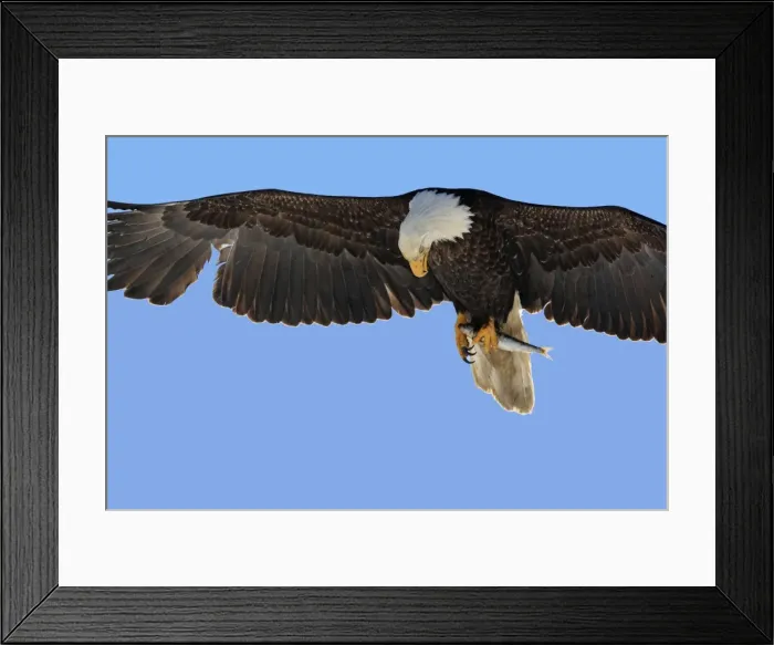Framed Print : Picture No. 10888542 Framed Print : Picture No. 10888542