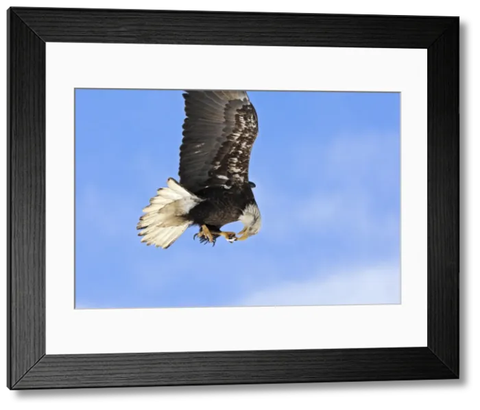 Framed Print : Picture No. 10888541 Framed Print : Picture No. 10888541