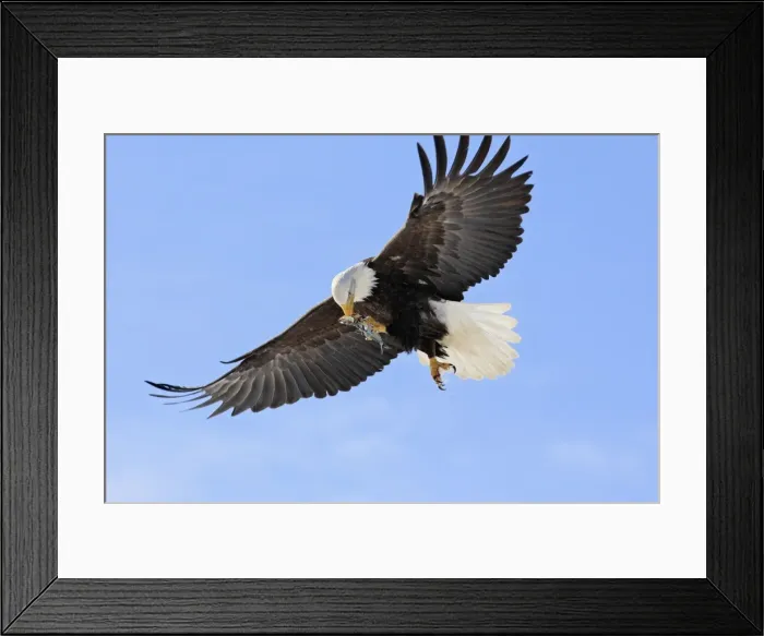 Framed Print : Picture No. 10888543