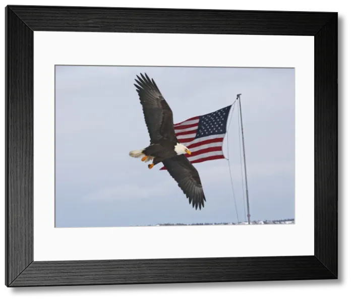 Framed Print : Picture No. 10888539 Framed Print : Picture No. 10888539