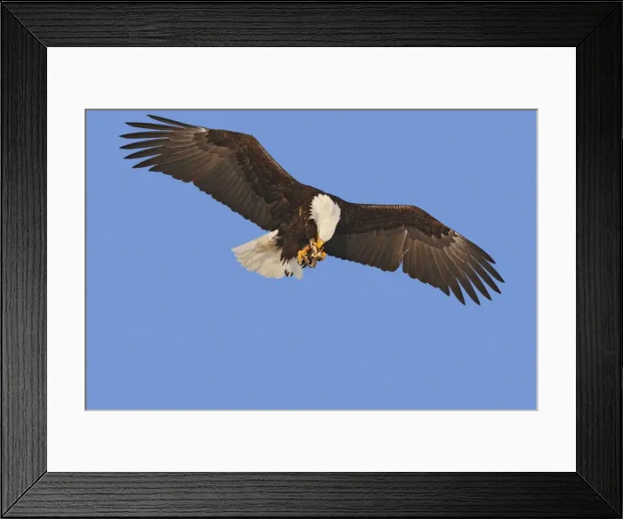 Framed Print : Picture No. 10888545 Framed Print : Picture No. 10888545