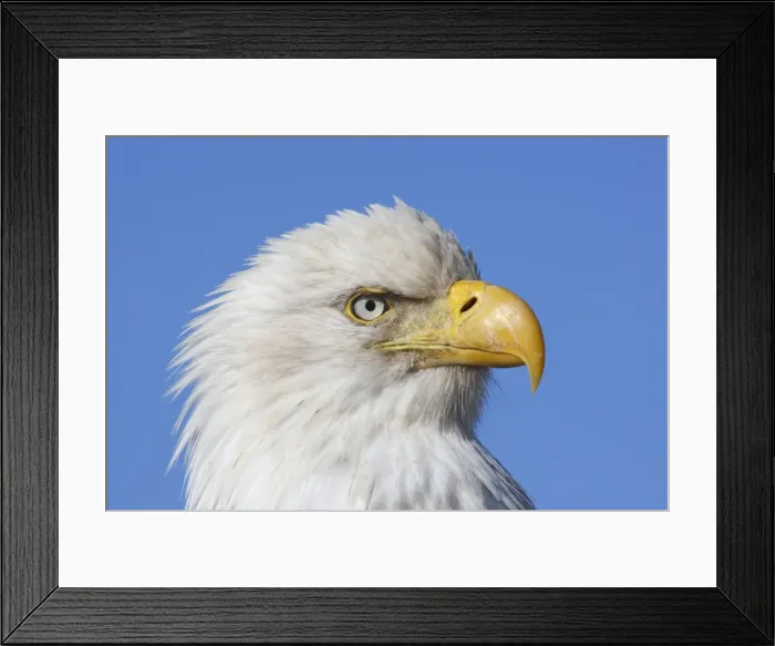 Framed Print : Picture No. 10888549 Framed Print : Picture No. 10888549