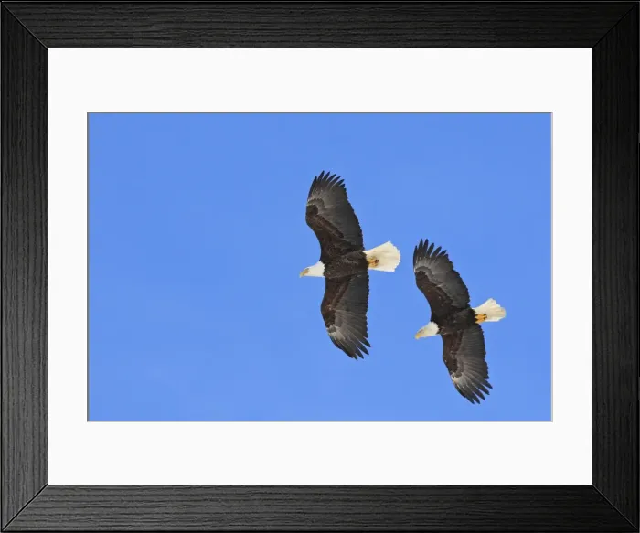 Framed Print : Picture No. 10888544 Framed Print : Picture No. 10888544