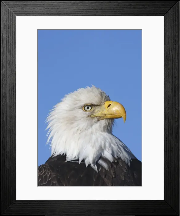 Framed Print : Picture No. 10888548 Framed Print : Picture No. 10888548