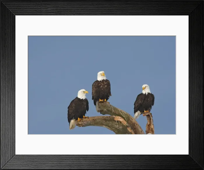 Framed Print : Picture No. 10888546 Framed Print : Picture No. 10888546