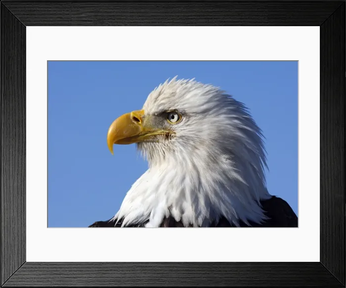 Framed Print : Picture No. 10888547 Framed Print : Picture No. 10888547