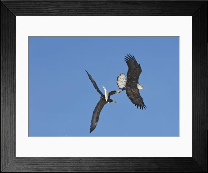 Framed Print : Picture No. 10888555 Framed Print : Picture No. 10888555