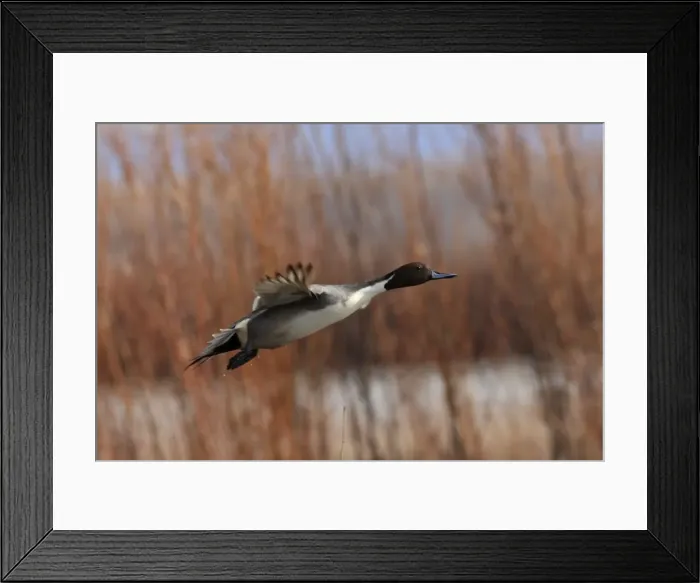 Framed Print : Picture No. 10888558