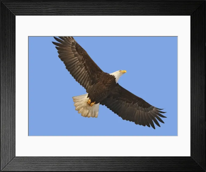 Framed Print : Picture No. 10888557 Framed Print : Picture No. 10888557