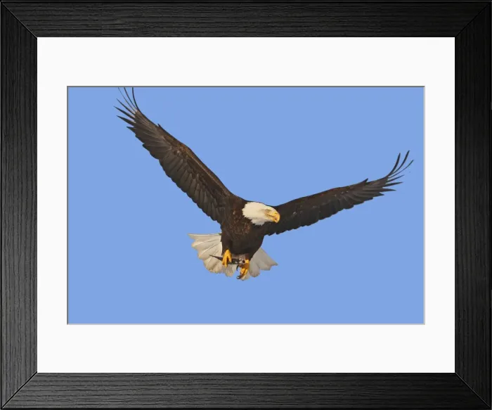 Framed Print : Picture No. 10888556