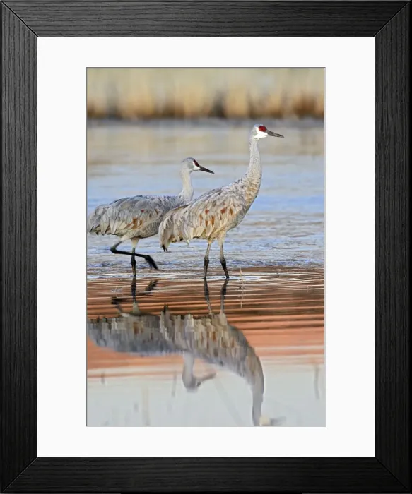 Framed Print : Picture No. 10888560