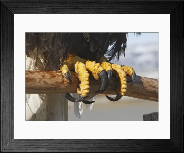Framed Print : Picture No. 10888554 Framed Print : Picture No. 10888554