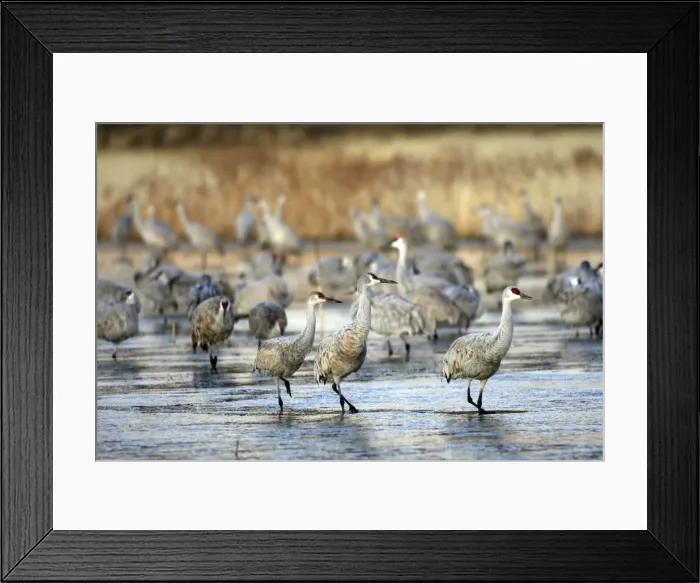 Framed Print : Picture No. 10888559 Framed Print : Picture No. 10888559