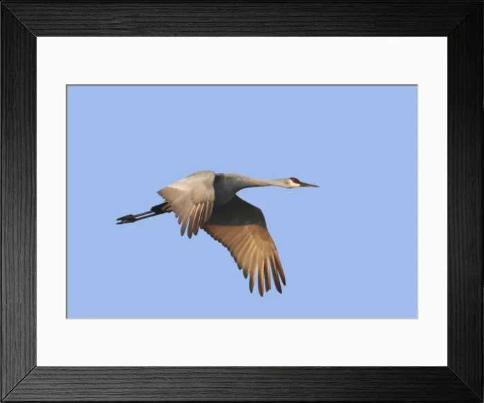 Framed Print : Picture No. 10888563 Framed Print : Picture No. 10888563