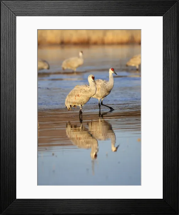 Framed Print : Picture No. 10888565 Framed Print : Picture No. 10888565