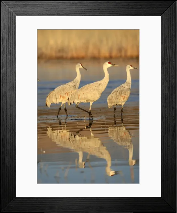 Framed Print : Picture No. 10888566 Framed Print : Picture No. 10888566