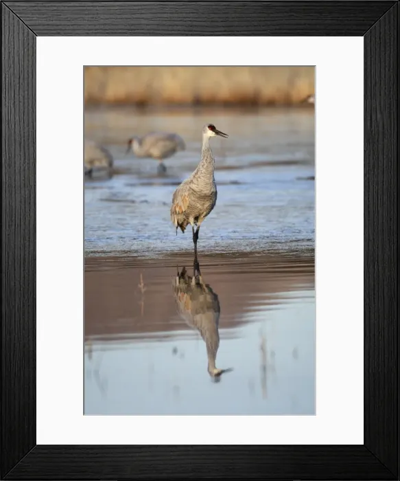 Framed Print : Picture No. 10888564