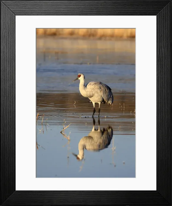 Framed Print : Picture No. 10888567 Framed Print : Picture No. 10888567