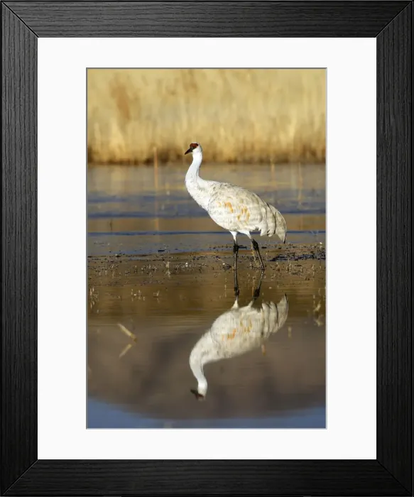 Framed Print : Picture No. 10888570 Framed Print : Picture No. 10888570