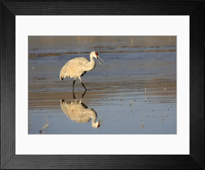 Framed Print : Picture No. 10888569