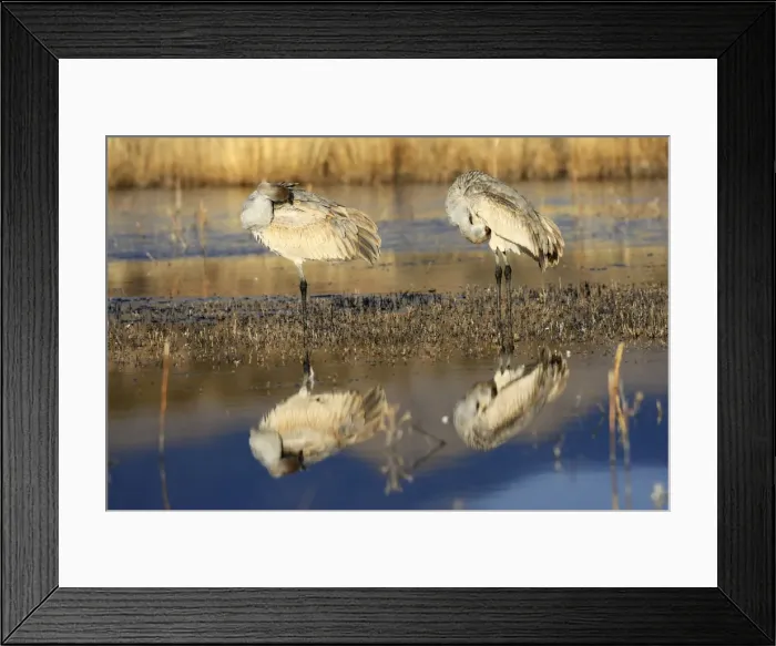 Framed Print : Picture No. 10888571