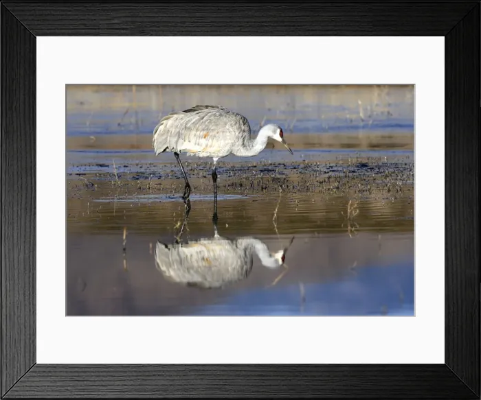 Framed Print : Picture No. 10888572