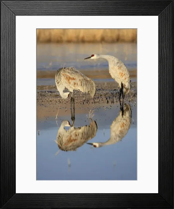 Framed Print : Picture No. 10888568 Framed Print : Picture No. 10888568