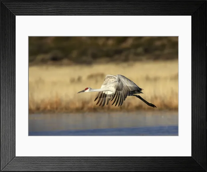 Framed Print : Picture No. 10888573 Framed Print : Picture No. 10888573
