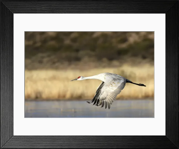 Framed Print : Picture No. 10888574 Framed Print : Picture No. 10888574