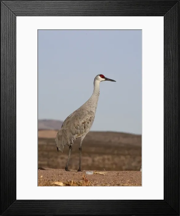 Framed Print : Picture No. 10888576 Framed Print : Picture No. 10888576
