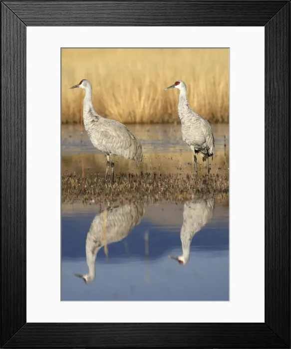 Framed Print : Picture No. 10888575 Framed Print : Picture No. 10888575