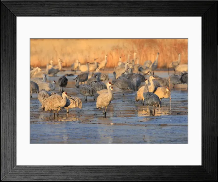 Framed Print : Picture No. 10888561
