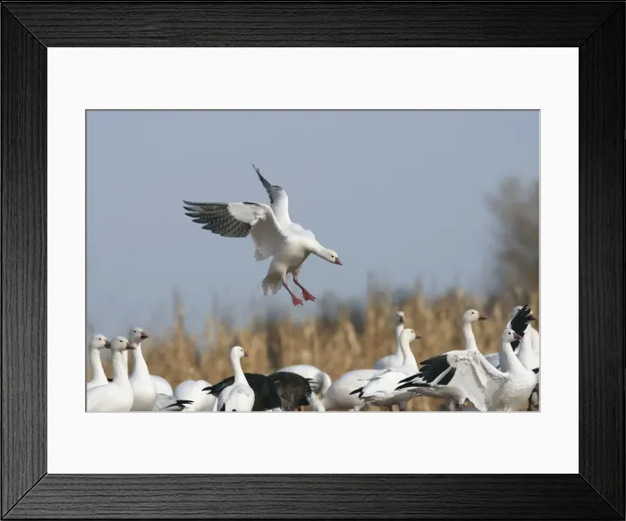 Framed Print : Picture No. 10888577 Framed Print : Picture No. 10888577