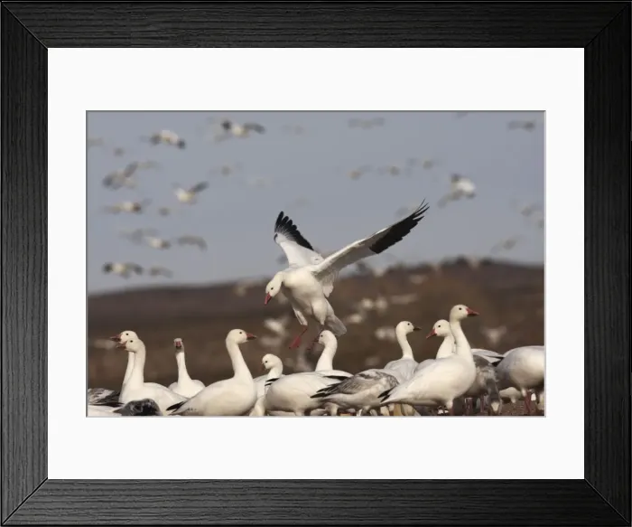 Framed Print : Picture No. 10888584 Framed Print : Picture No. 10888584