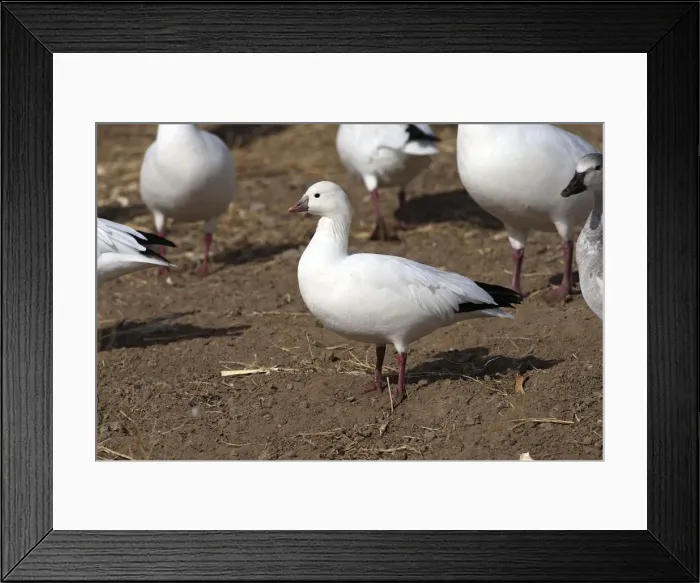 Framed Print : Picture No. 10888579