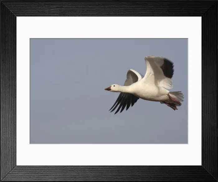 Framed Print : Picture No. 10888583 Framed Print : Picture No. 10888583