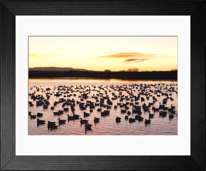 Framed Print : Picture No. 10888581 Framed Print : Picture No. 10888581
