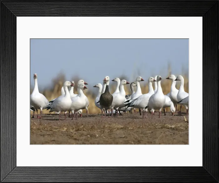 Framed Print : Picture No. 10888593 Framed Print : Picture No. 10888593