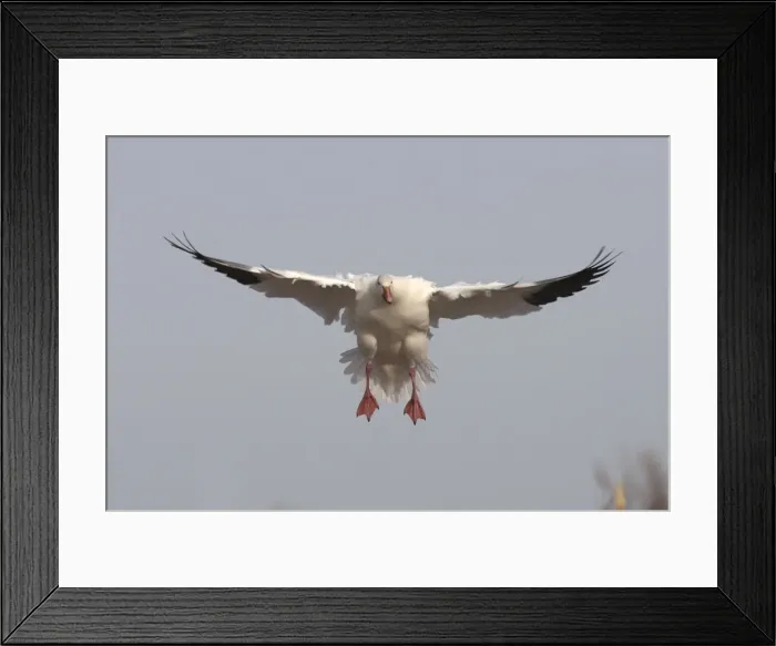Framed Print : Picture No. 10888587 Framed Print : Picture No. 10888587