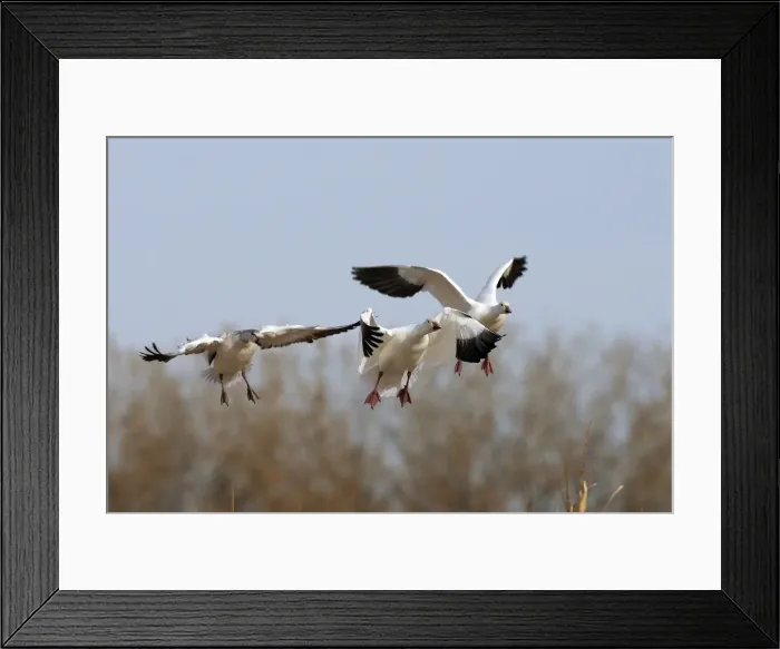 Framed Print : Picture No. 10888600 Framed Print : Picture No. 10888600