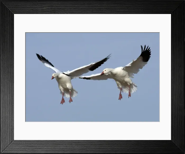 Framed Print : Picture No. 10888604 Framed Print : Picture No. 10888604