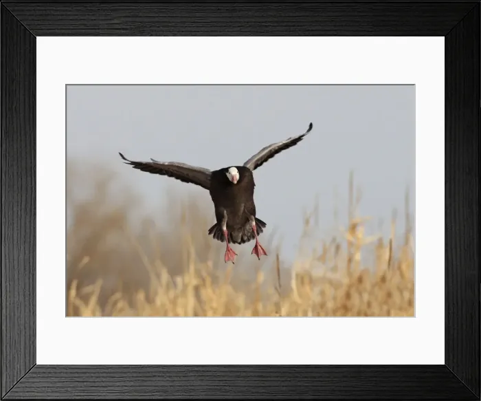 Framed Print : Picture No. 10888607 Framed Print : Picture No. 10888607